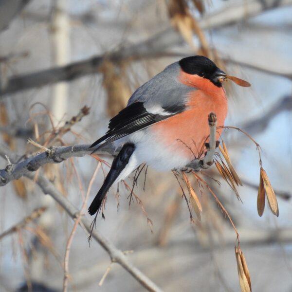 От республиканских инициатив до реальной помощи