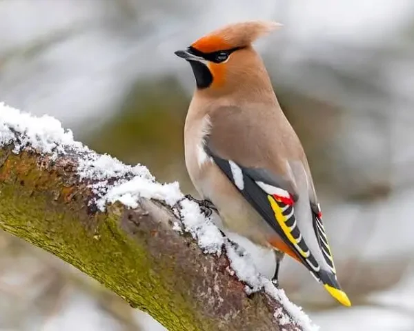 Пернатые жители